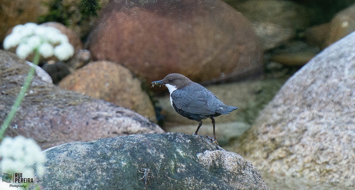 White-throated Dipper - ML347128811