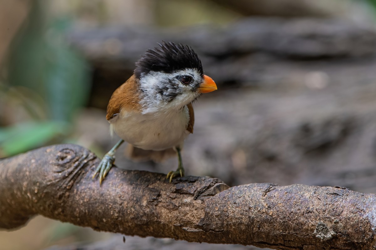 Black-headed Parrotbill - Ngoc Sam Thuong Dang