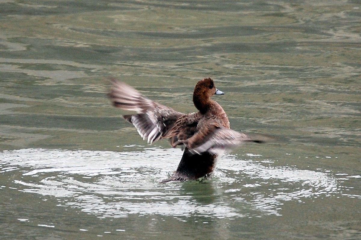 Eurasian Wigeon - ML34713081