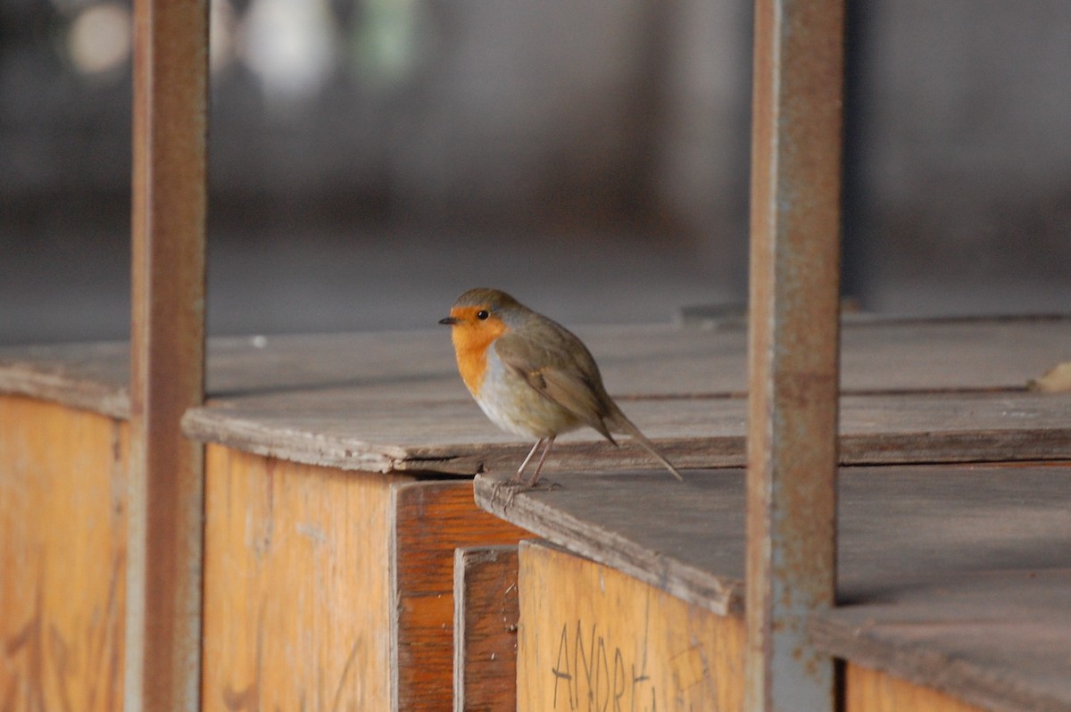 European Robin - ML34713131