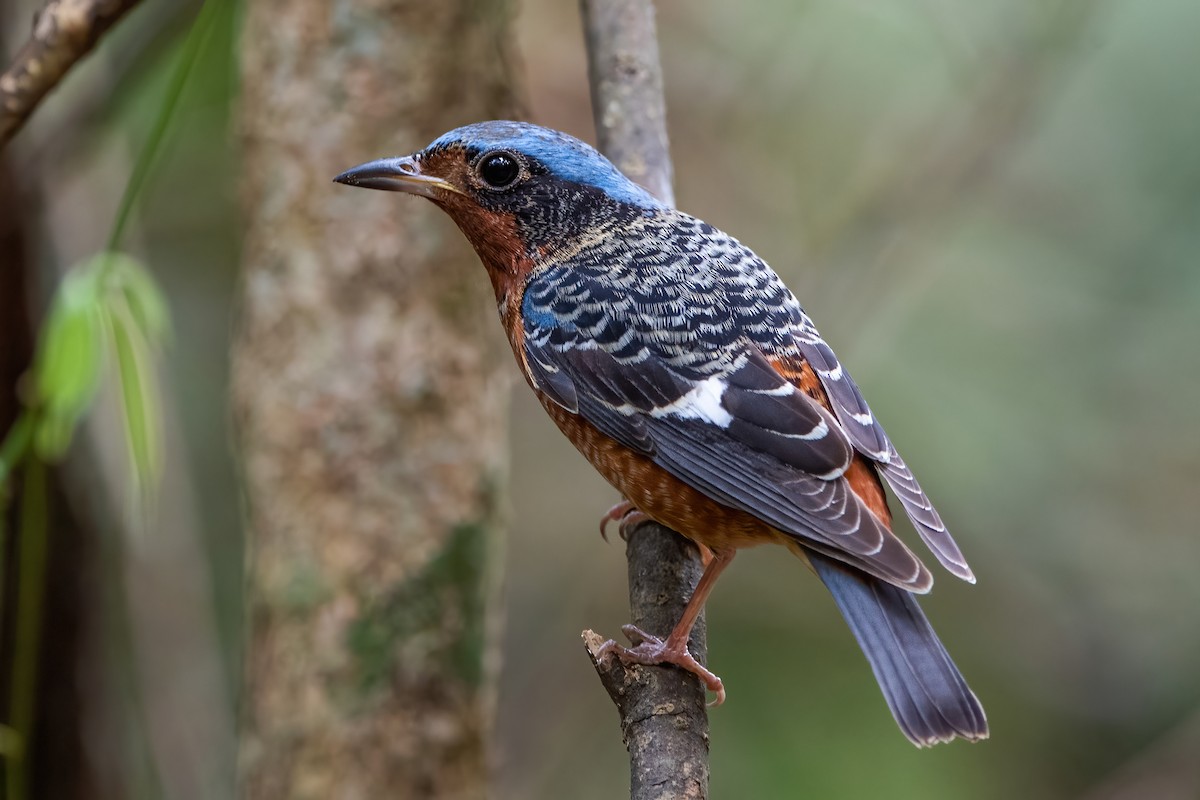 White-throated Rock-Thrush - ML347133471