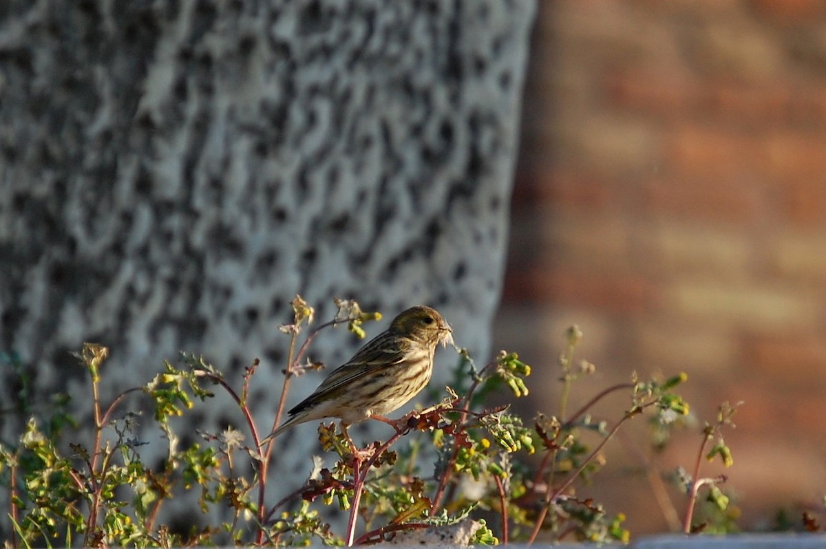 European Serin - ML34713361