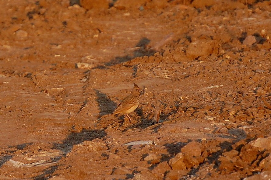 Eurasian Skylark - ML34713371