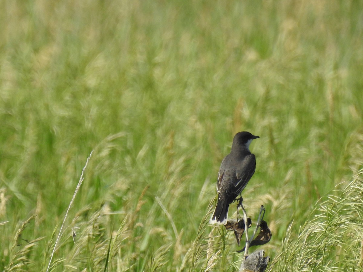 Eastern Kingbird - ML347133731