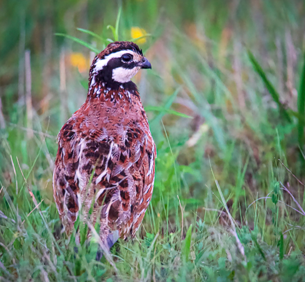 Northern Bobwhite - ML347135861