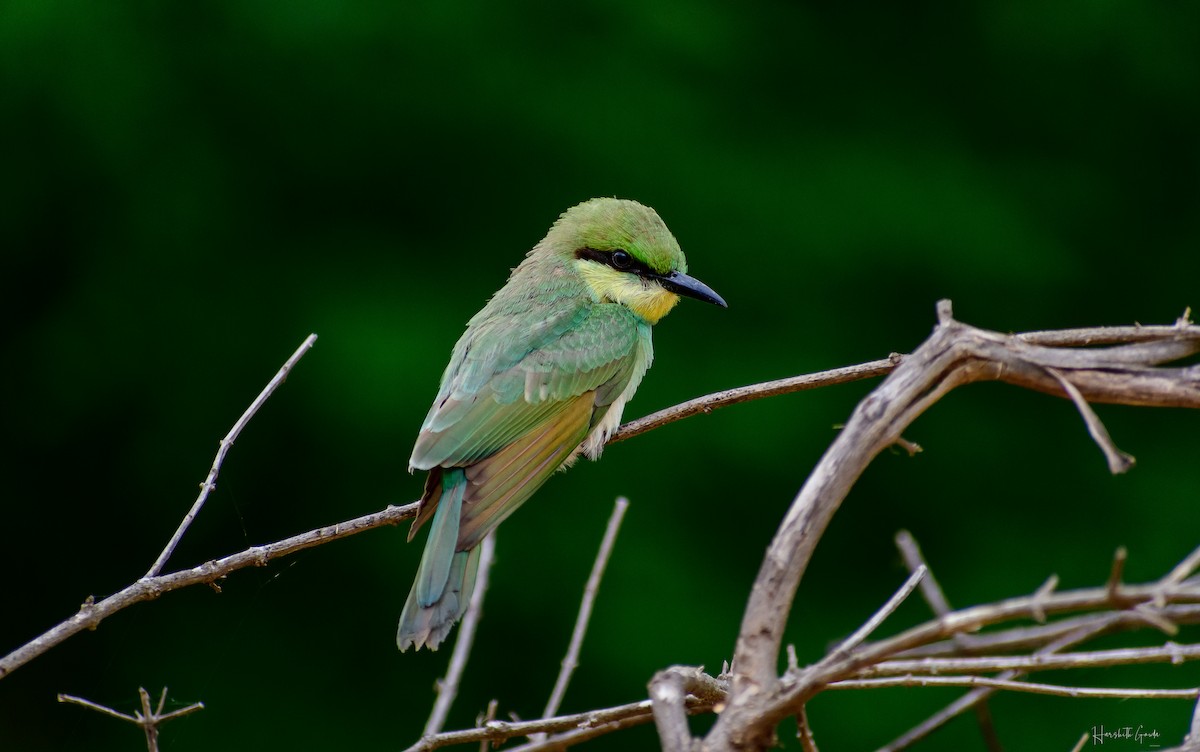 Asian Green Bee-eater - Harshith Gowda