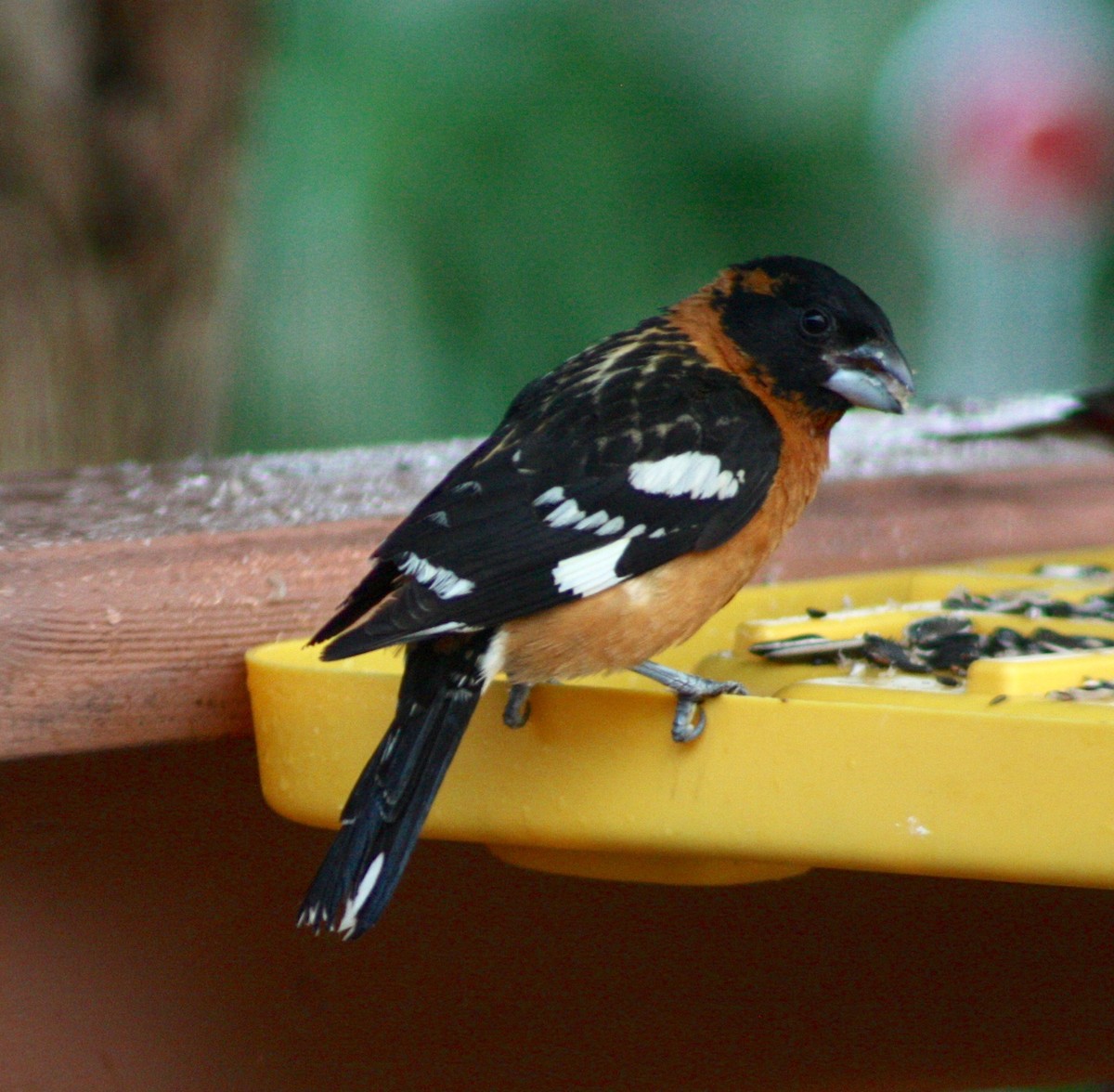 Black-headed Grosbeak - Terrylee Harrington