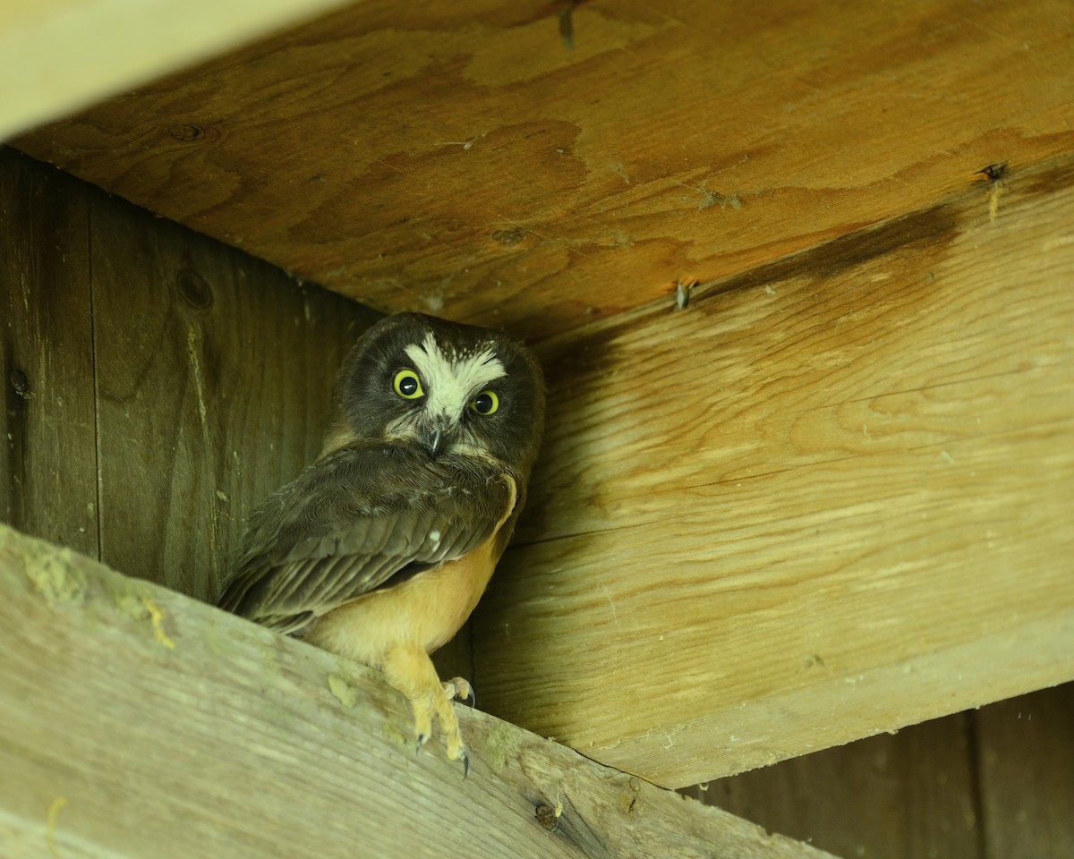 Northern Saw-whet Owl - ML347139011