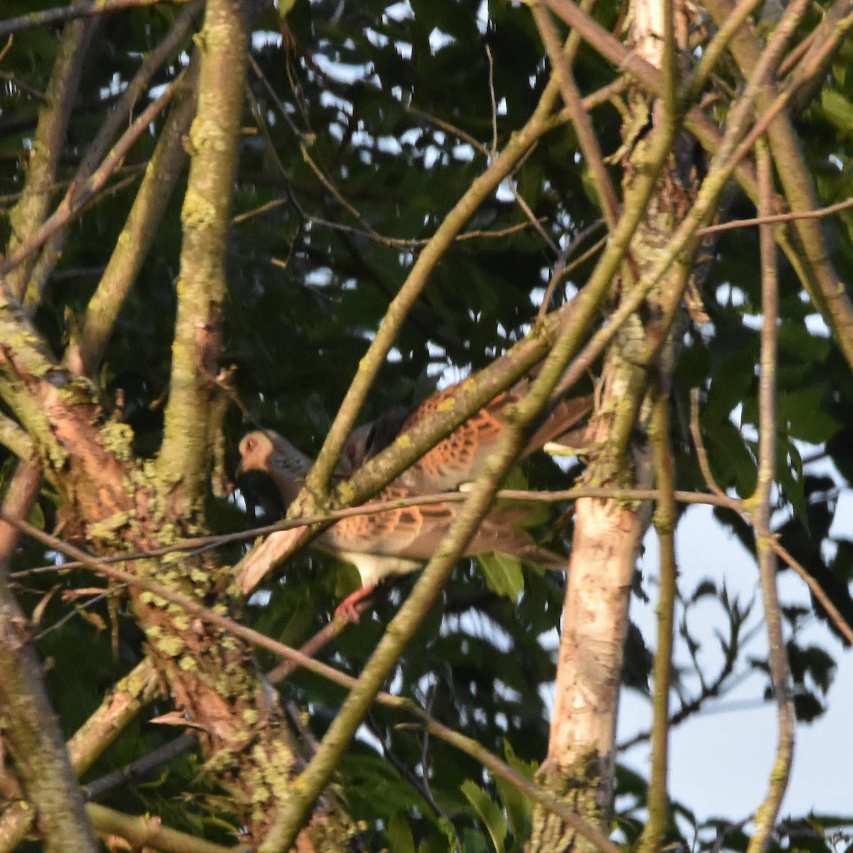 European Turtle-Dove - ML347139921