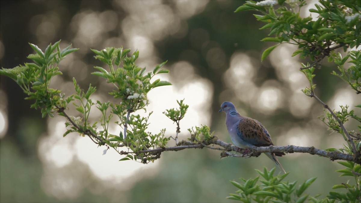 European Turtle-Dove - ML347139931