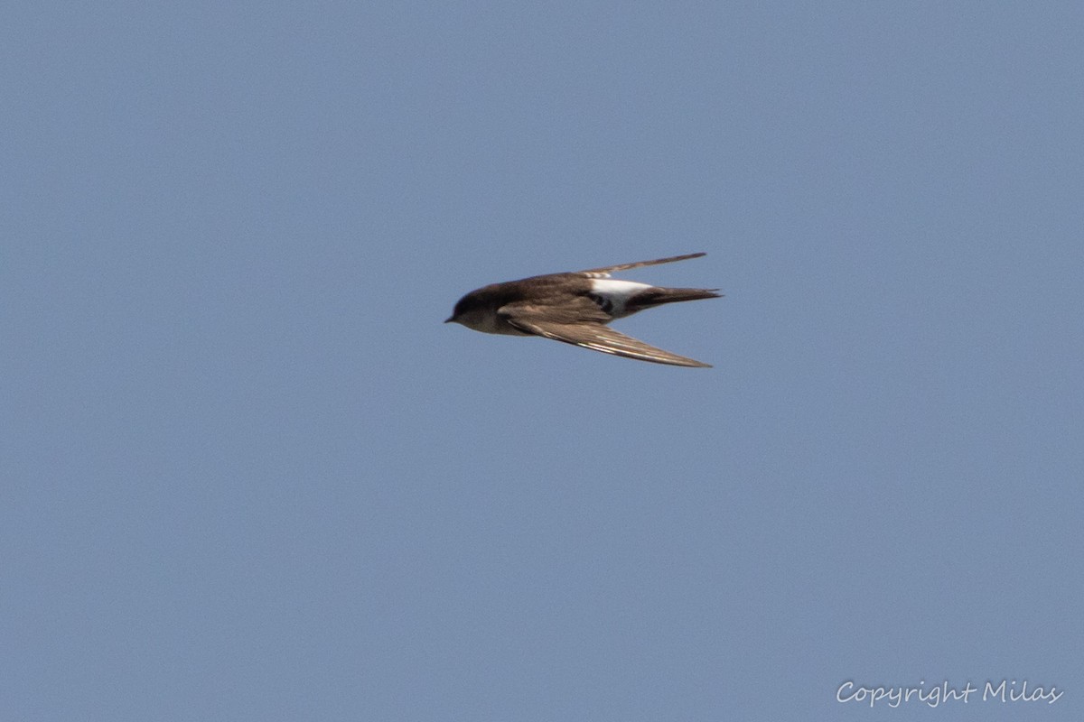 Hirondelle de fenêtre - ML347140341