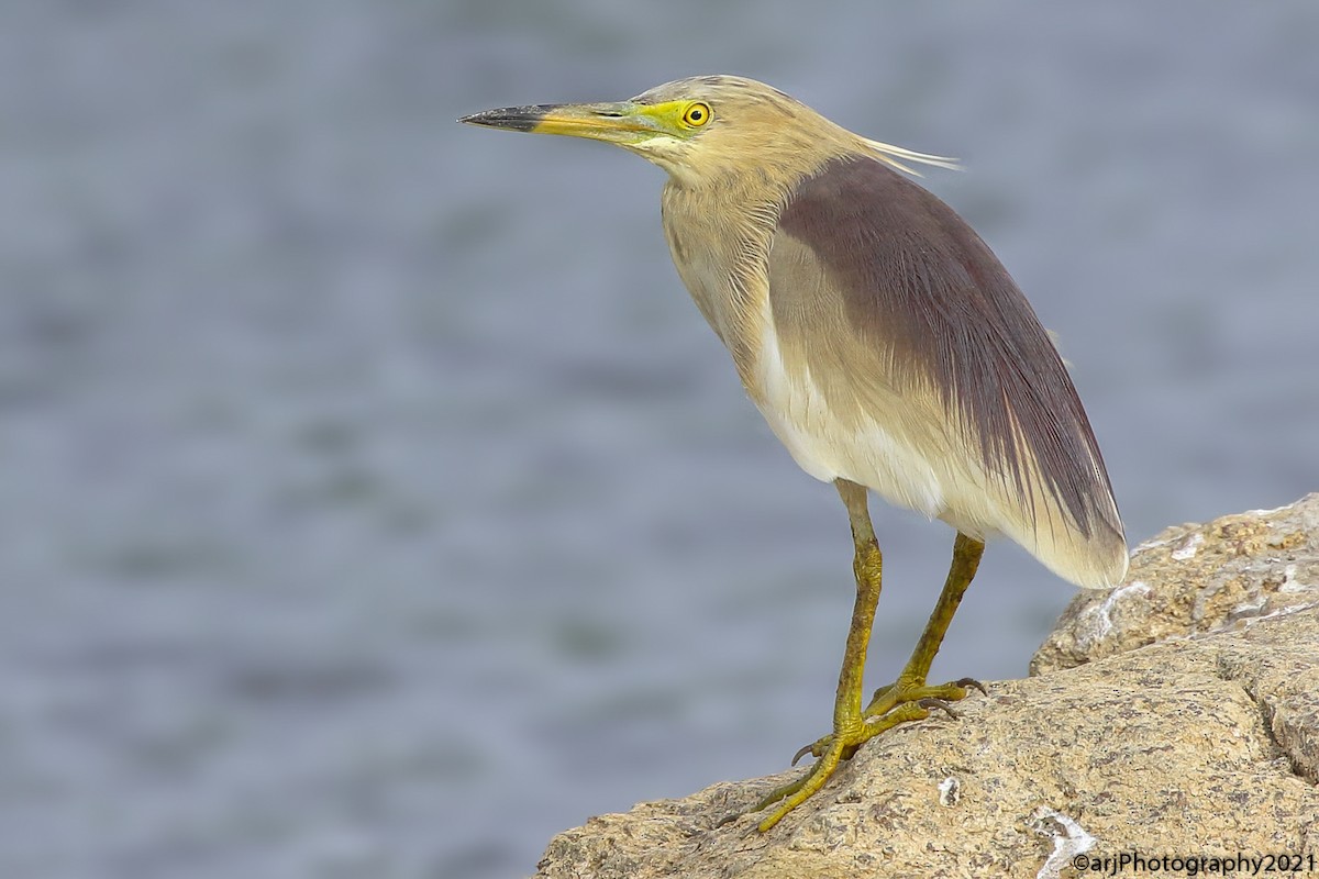 Indian Pond-Heron - ML347140831