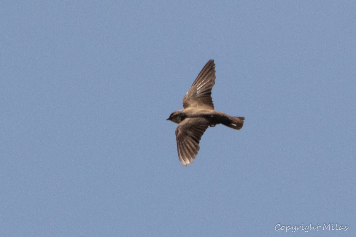 Hirondelle de rochers - ML347140841