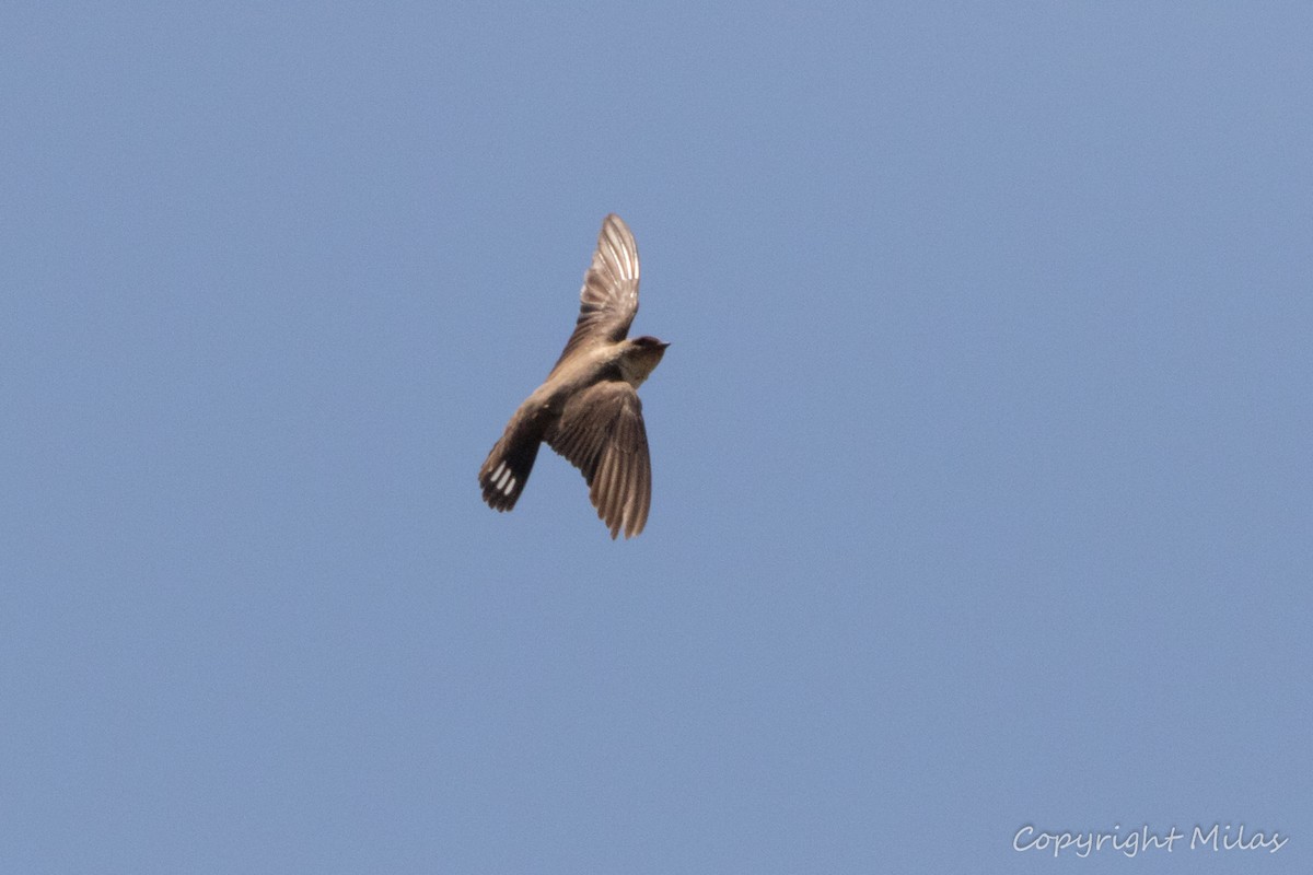 Hirondelle de rochers - ML347141191