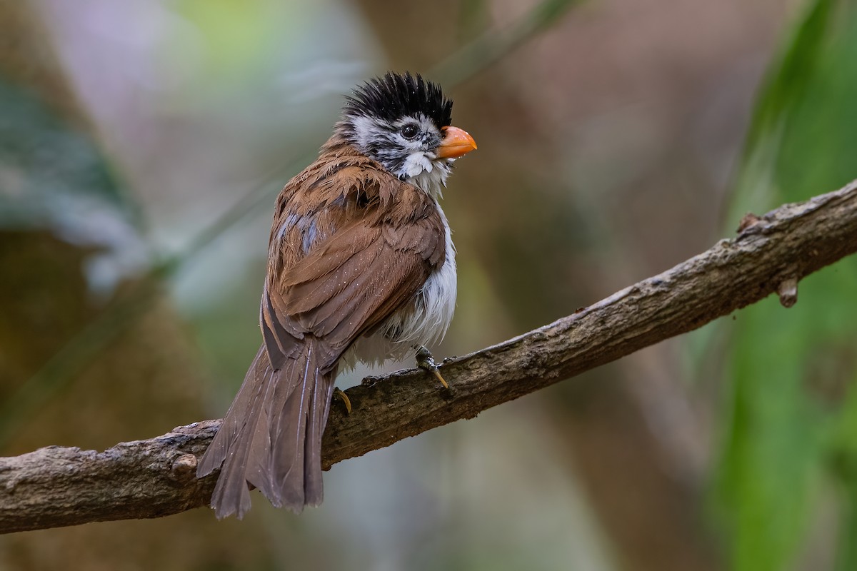 Black-headed Parrotbill - Ngoc Sam Thuong Dang