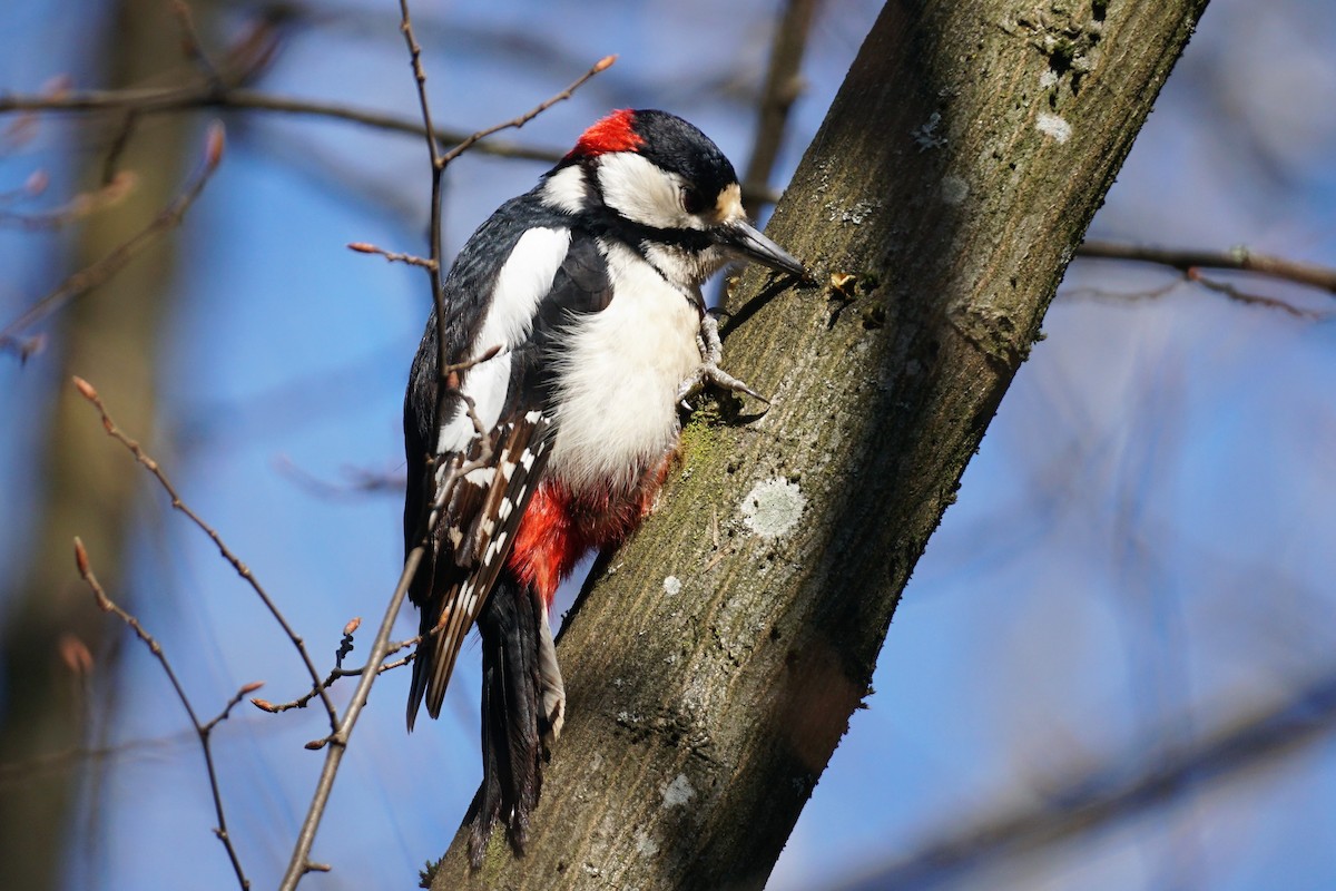 Great Spotted Woodpecker - ML347142171