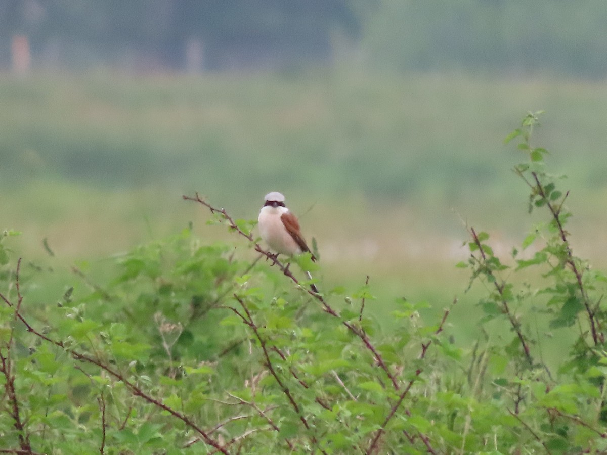 Red-backed Shrike - Jack Noordhuizen