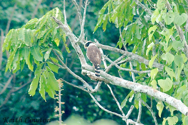 Laughing Falcon - ML347143731