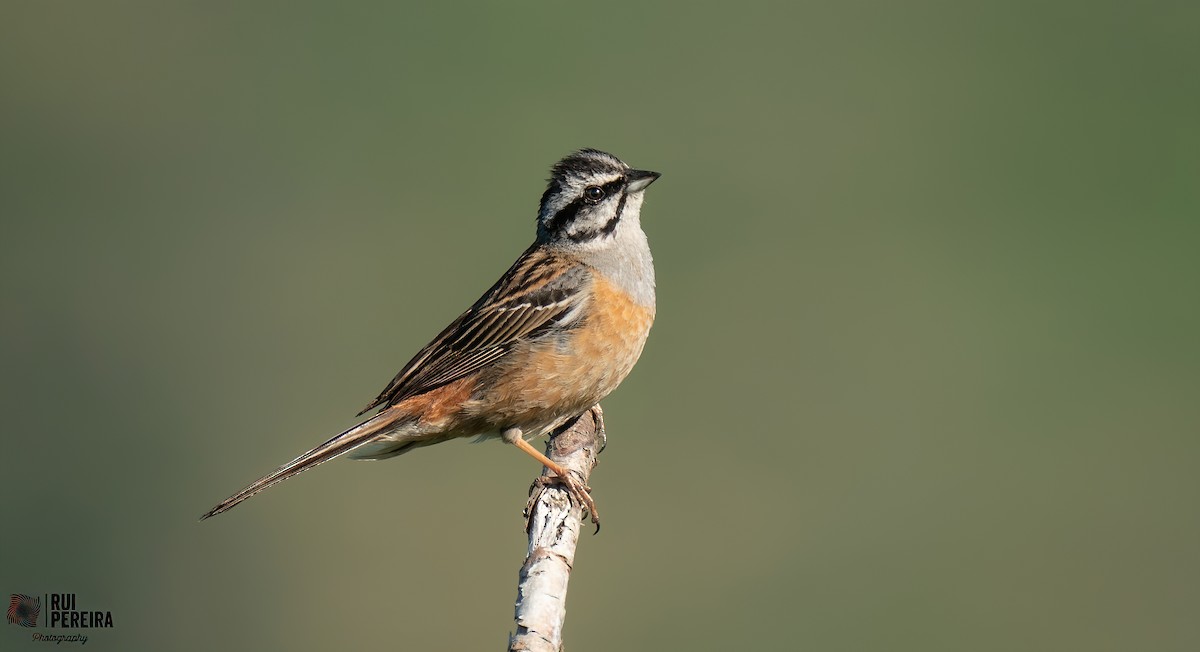 Rock Bunting - ML347143891