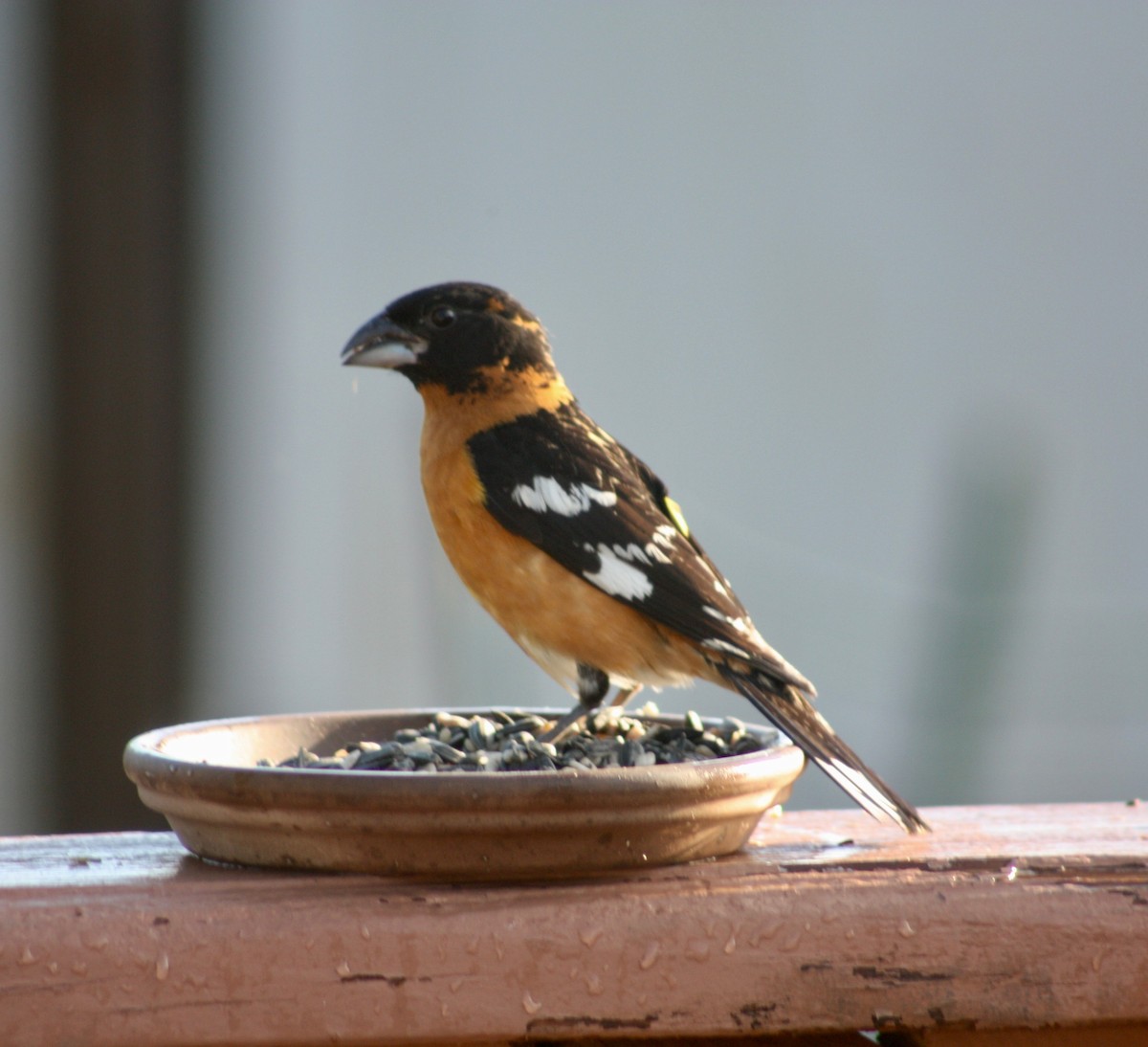 Black-headed Grosbeak - Terrylee Harrington