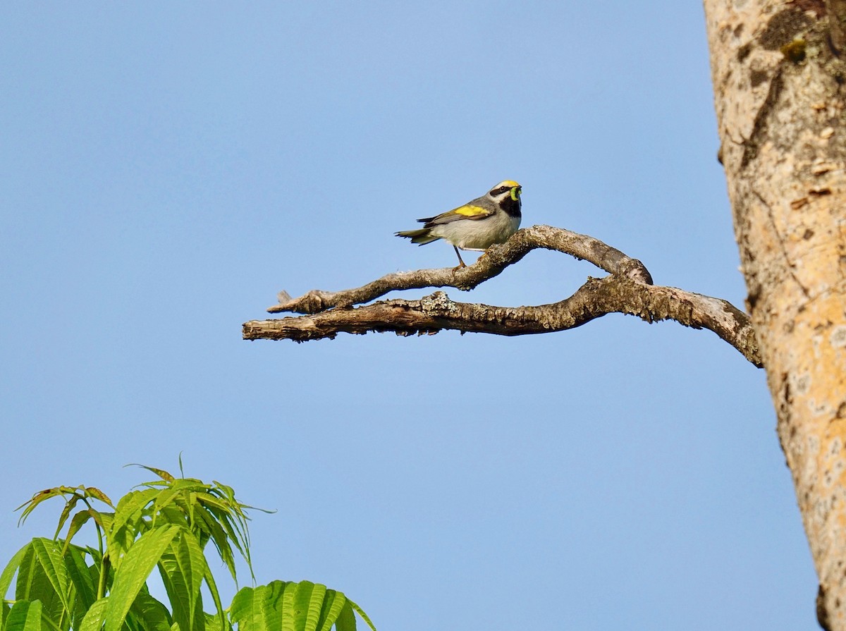 Golden-winged Warbler - Bruce Gates