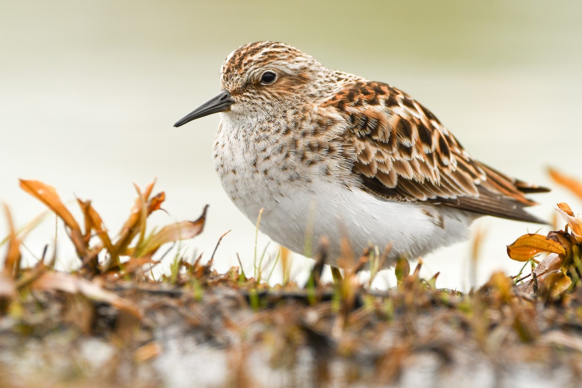 Least Sandpiper - Manny Salas