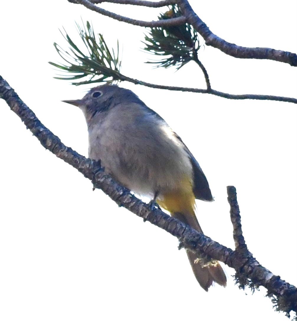 Colima Warbler - ML347146521