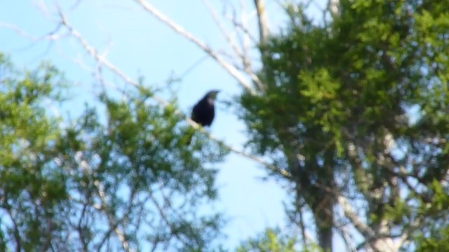 Brown-headed Cowbird - ML347146711