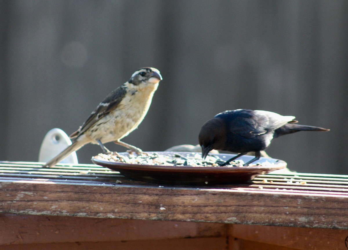 Black-headed Grosbeak - Terrylee Harrington