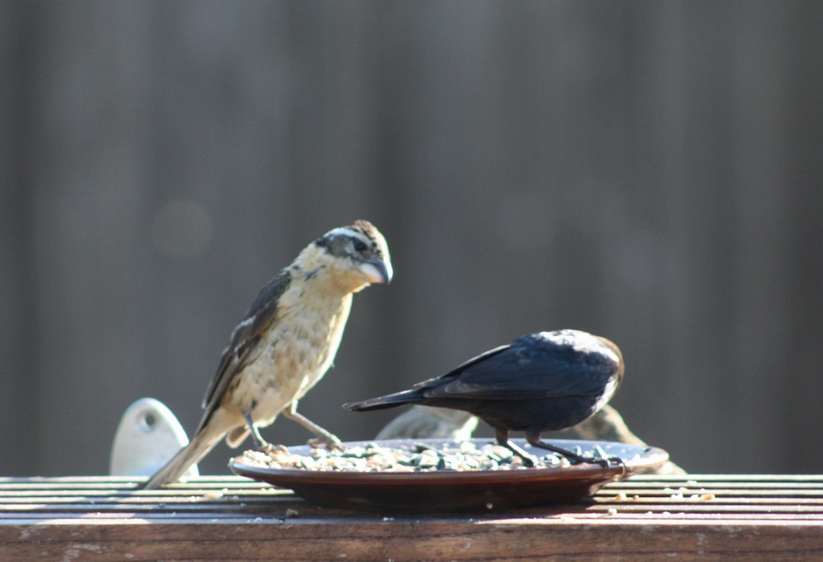 Black-headed Grosbeak - Terrylee Harrington