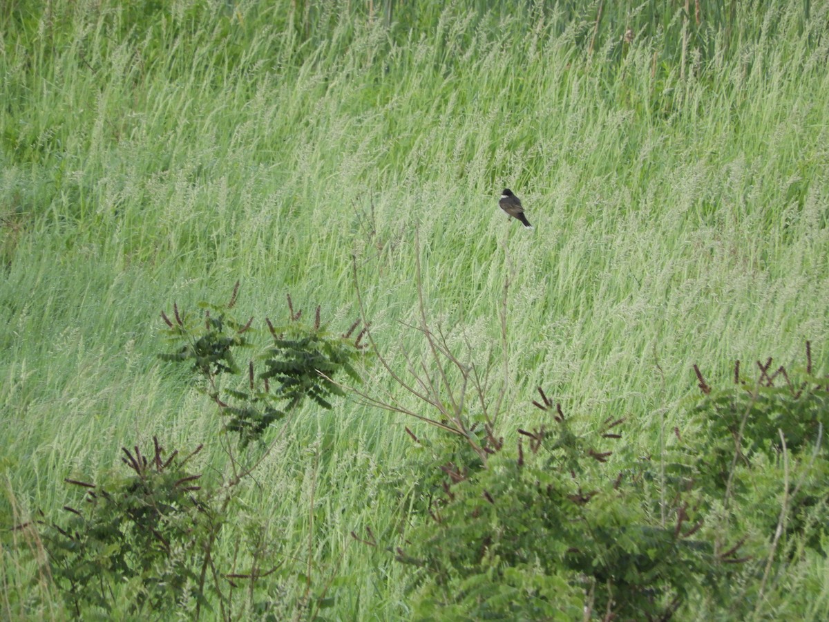 Eastern Kingbird - ML347148371