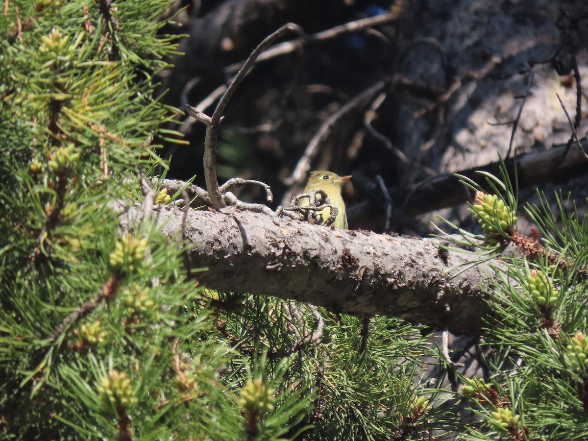 Western Flycatcher (Cordilleran) - ML347149061