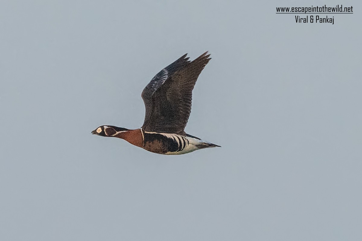 Red-breasted Goose - ML347149311