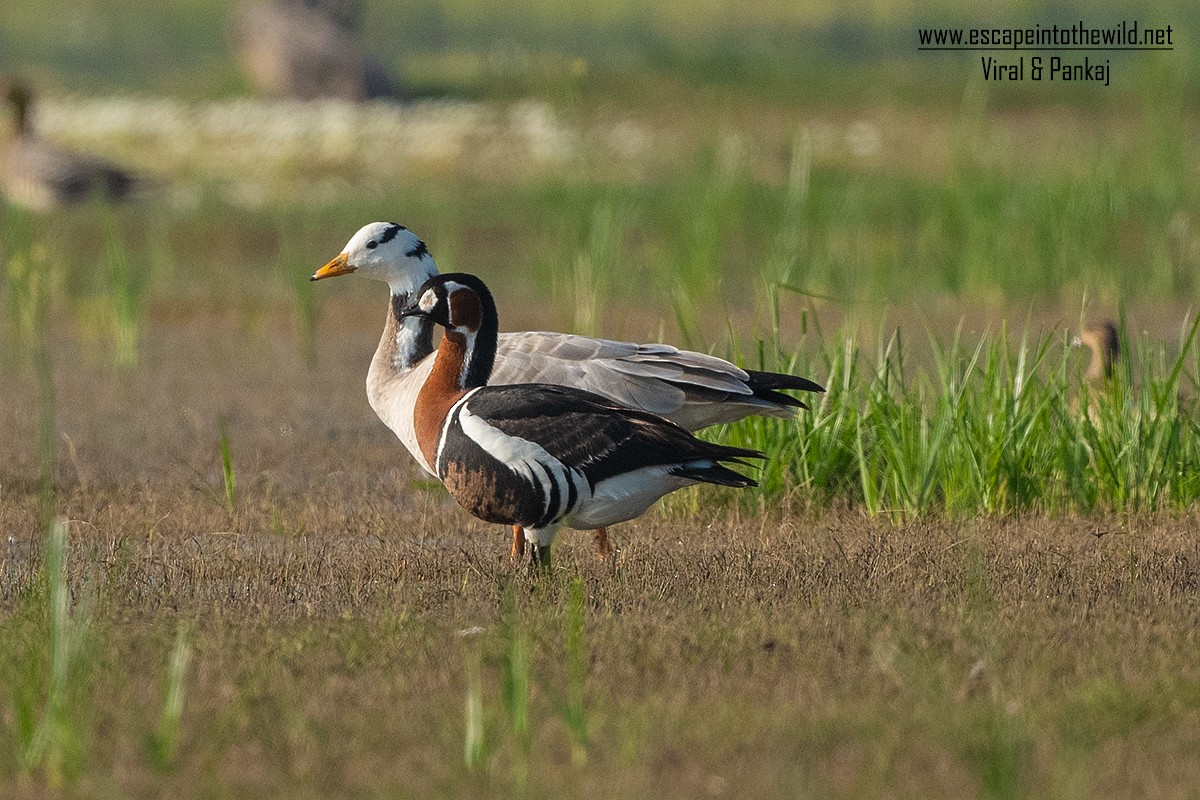 Red-breasted Goose - ML347149391