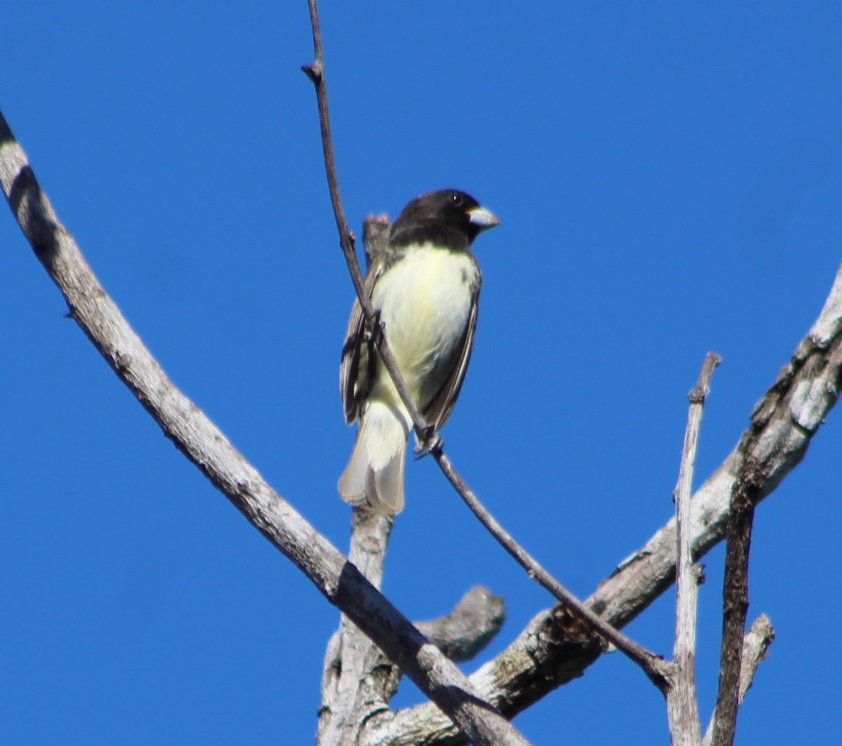 Yellow-bellied Seedeater - xixa_ black