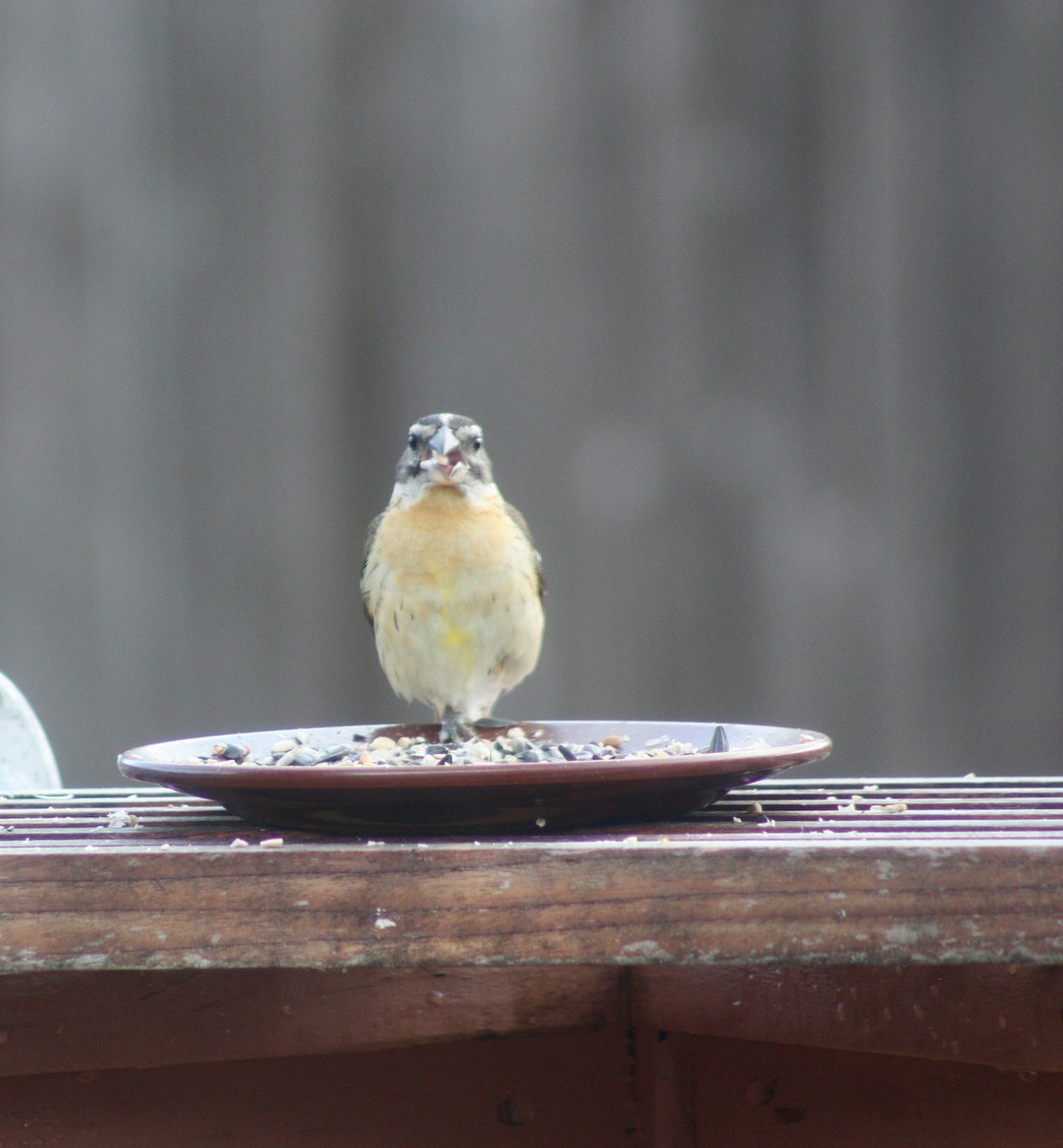 Black-headed Grosbeak - Terrylee Harrington