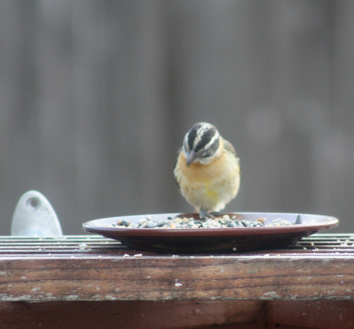 Black-headed Grosbeak - ML347150601