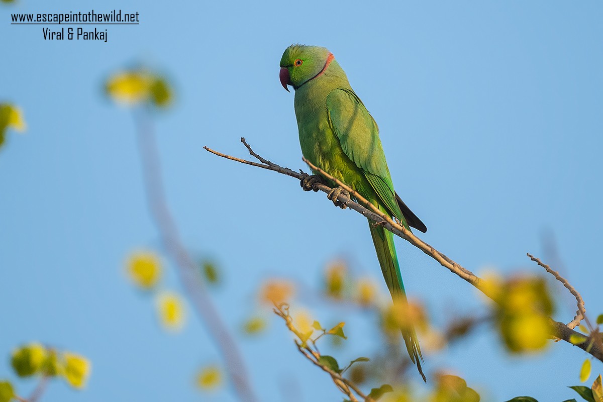 Rose-ringed Parakeet - Pankaj Maheria