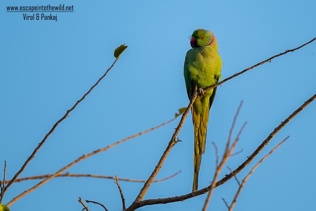 Rose-ringed Parakeet - ML347150711