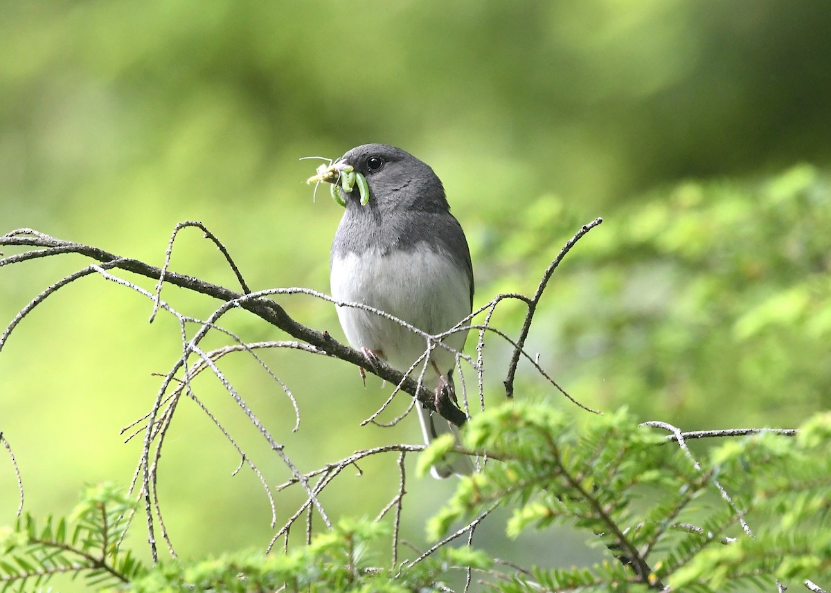 Dark-eyed Junco - ML347152591