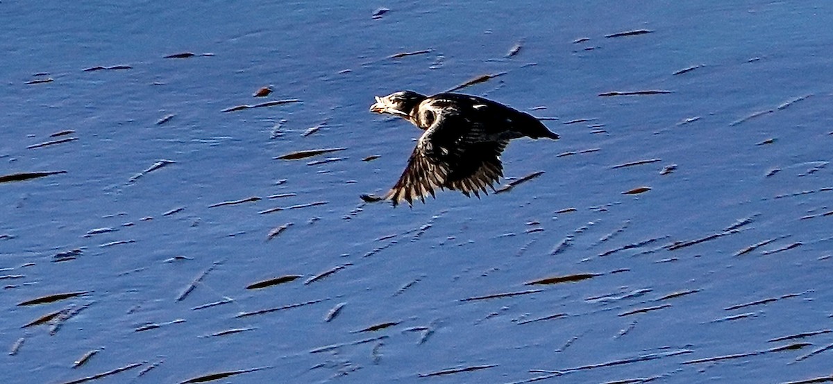 Rhinoceros Auklet - ML347153761
