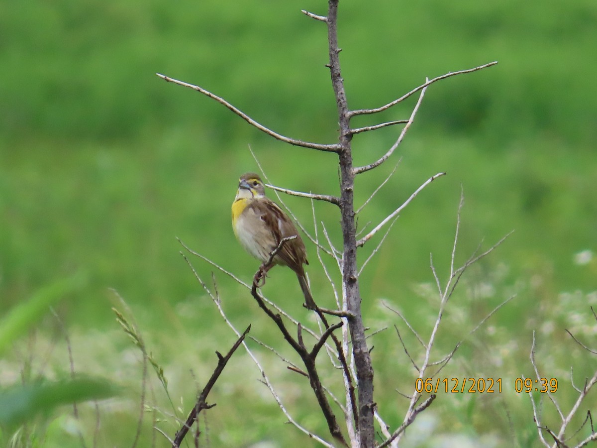 Dickcissel - P.W. Boyd