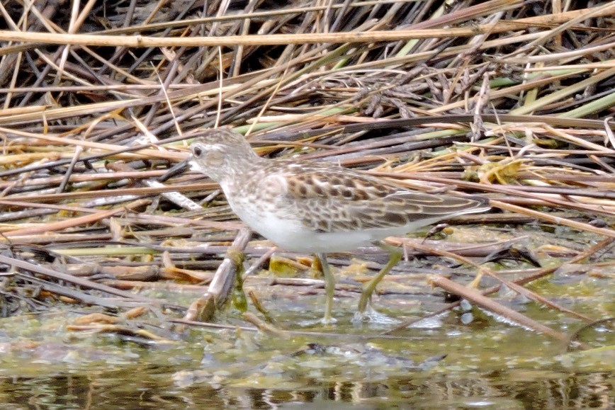 Least Sandpiper - Knut Hansen