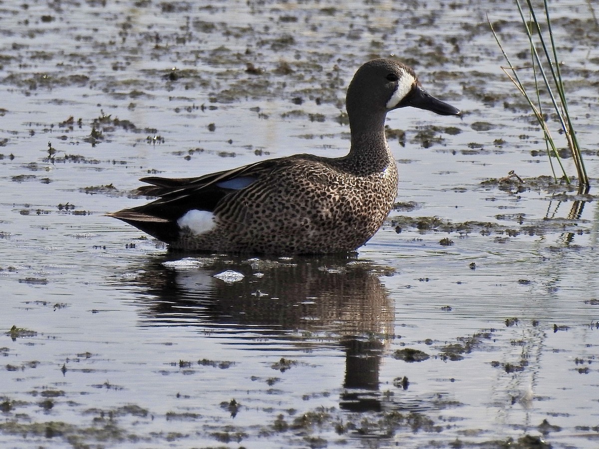 Blue-winged Teal - ML347155871