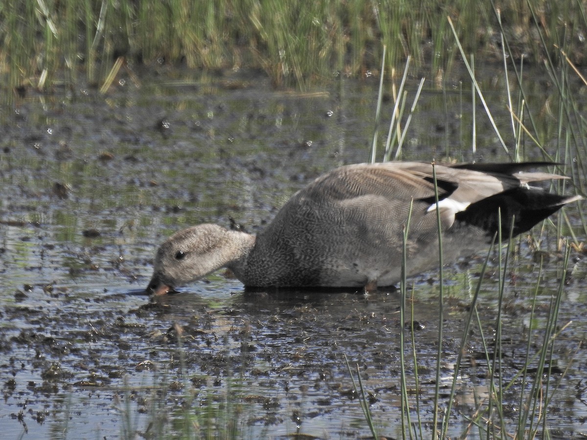 Gadwall - ML347156061