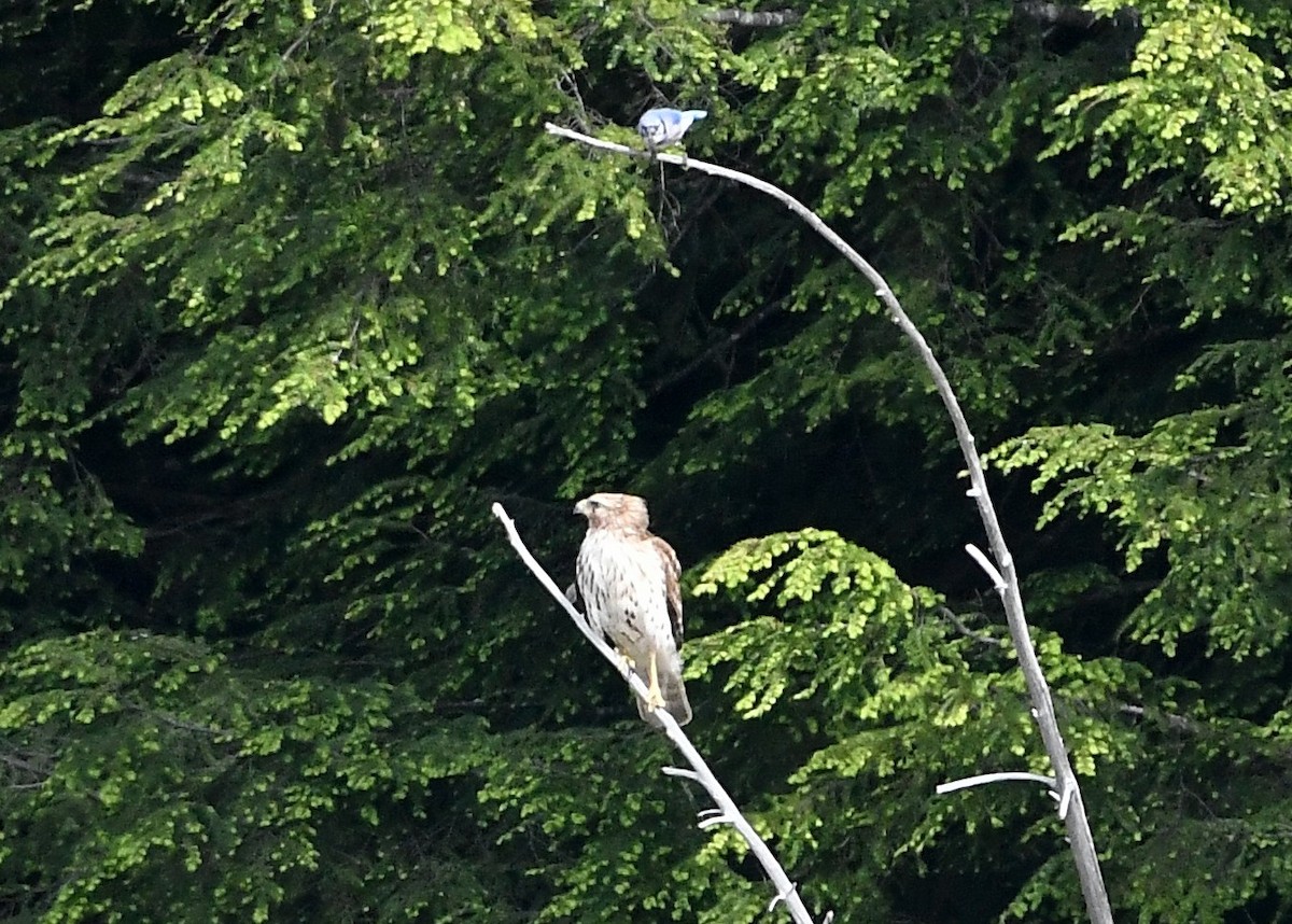 Red-shouldered Hawk - ML347156111