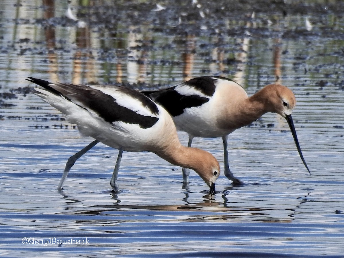 American Avocet - ML347156211