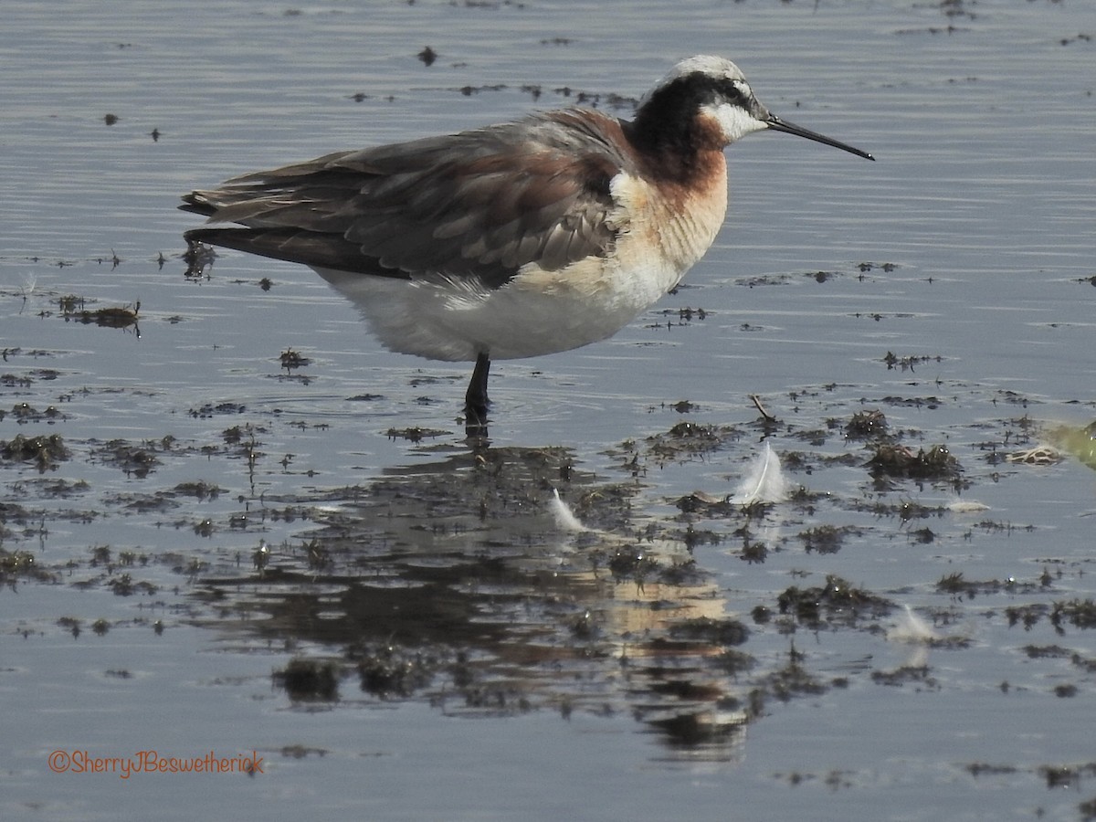 Wilson's Phalarope - ML347156271