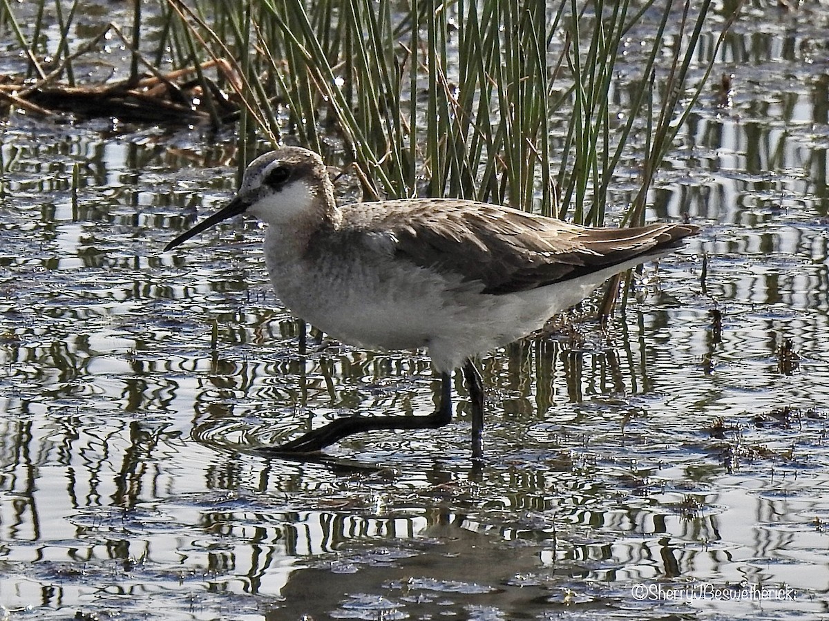 Wilson's Phalarope - ML347156301