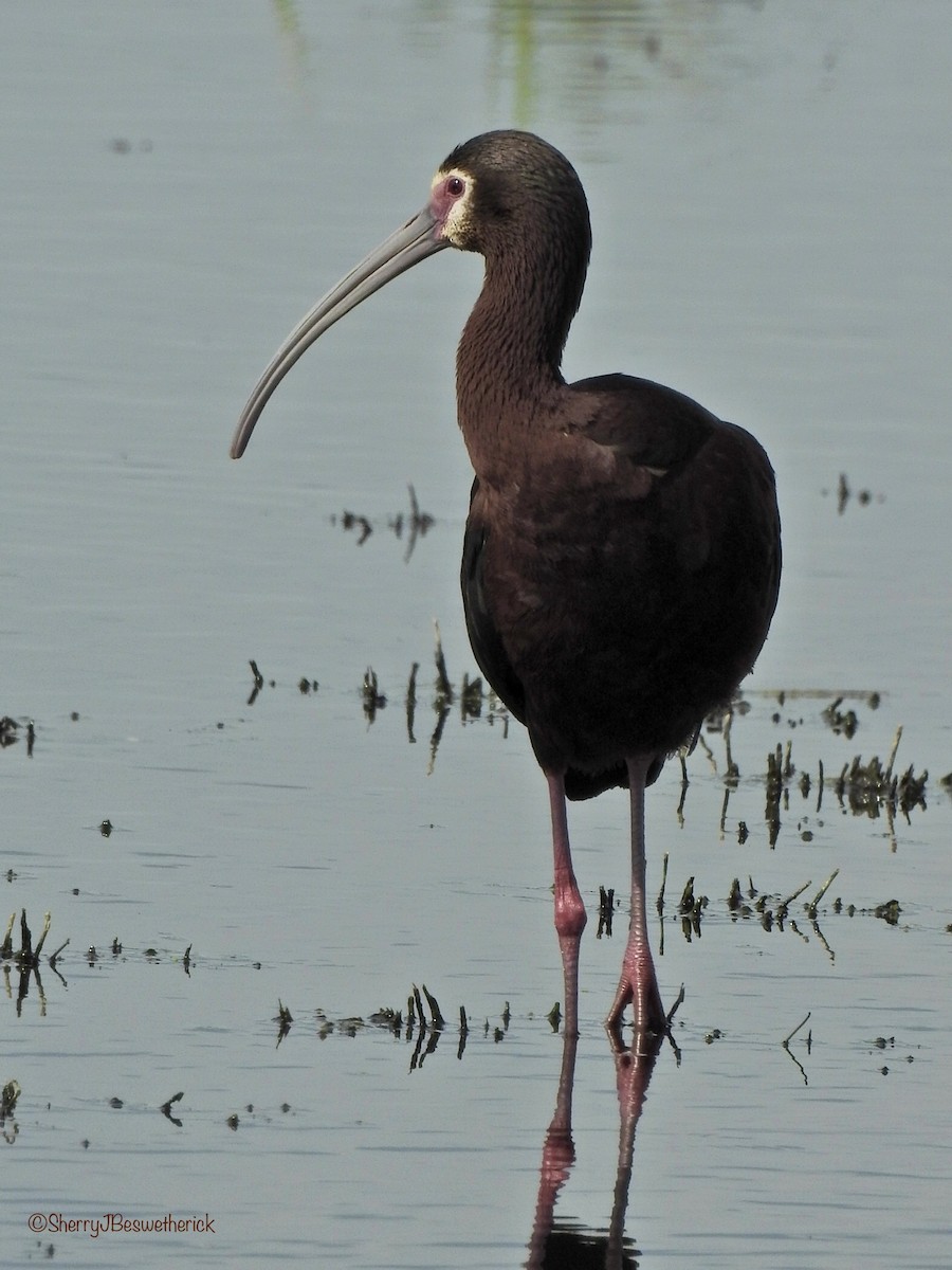 White-faced Ibis - ML347156431